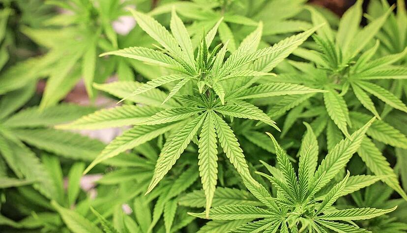 Cannabis-Vereine sollen in Deutschland den Schwarzmarkt austrocknen: Gegen eine Gebühr können Club-Mitglieder Cannabisblüten in den Anbau-Vereinigungen erwerben. Cannabis-Läden wie in den USA wird es zunächst nicht geben.
Foto: dpa