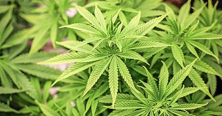 Cannabis-Vereine sollen in Deutschland den Schwarzmarkt austrocknen: Gegen eine Gebühr können Club-Mitglieder Cannabisblüten in den Anbau-Vereinigungen erwerben. Cannabis-Läden wie in den USA wird es zunächst nicht geben.
Foto: dpa