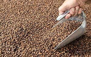 Beim Kaffee-R&ouml;sten kommt es vor allem auf Erfahrung an. Ein Ausbildungsberuf ist die T&auml;tigkeit bislang nicht. Fotos: Andreas Veigel