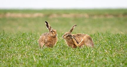 Kleine Ruhepause vor Ostern...? Zwei Hasen sitzen auf einem Feld im hessischen Bad Vilbel.