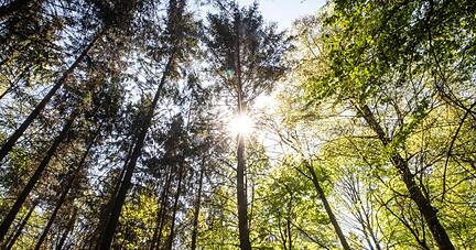 Die Sonne strahlt durch Bäume in einem Waldstück. Die Sonne strahlt durch Bäume in einem Waldstück.