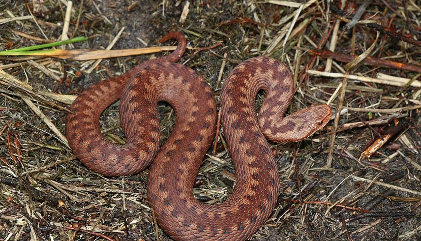 Das Foto zeigt eine weibliche Kreuzotter (Vipera berus).