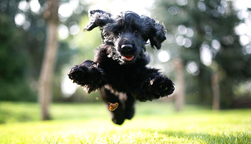 Sprunghaft - im wahrsten Sinne des Wortes: Hunde mit ADHS kann man schnell f&uuml;r Dinge begeistern, sie verlieren das Interesse aber auch schnell wieder.