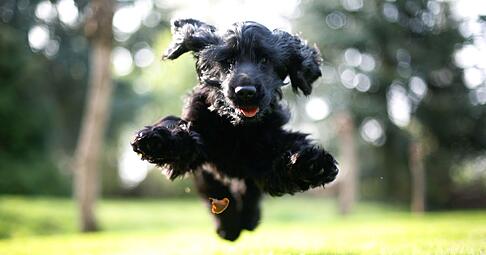 Sprunghaft - im wahrsten Sinne des Wortes: Hunde mit ADHS kann man schnell f&uuml;r Dinge begeistern, sie verlieren das Interesse aber auch schnell wieder.