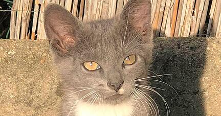 Davon, wie sehr die Eppinger Familie ihren Emil liebte, zeugen viele Bilder, die ihn zu Lebzeiten zeigen.
Fotos: privat Davon, wie sehr die Eppinger Familie ihren Emil liebte, zeugen viele Bilder, die ihn zu Lebzeiten zeigen.
Fotos: privat