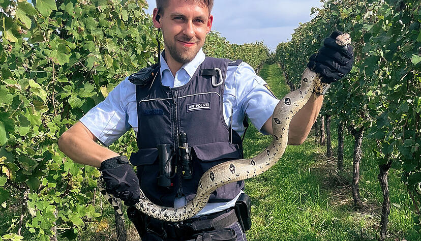 In Weinstadt im Rems-Murr-Kreis macht ein Spaziergänger am Donnerstag einen seltenen Fund. In den Weinbergen entdeckt er eine Würgeschlange. In Weinstadt im Rems-Murr-Kreis macht ein Spaziergänger am Donnerstag einen seltenen Fund. In den Weinbergen entdeckt er eine Würgeschlange.