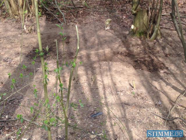 Leichenfund bei Neuenstadt Leichenfund bei Neuenstadt