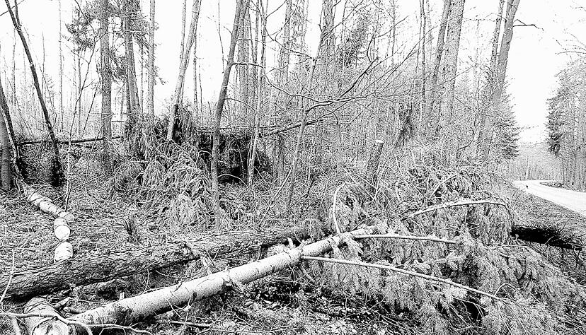 Am 26. Dezember 1999 fegte aus heiterem Himmel Orkan Lothar über die Region und lies Schneisen der Verwüstung zurück. Hier im Bild Waldschäden in Eppingen-Kleingartach.