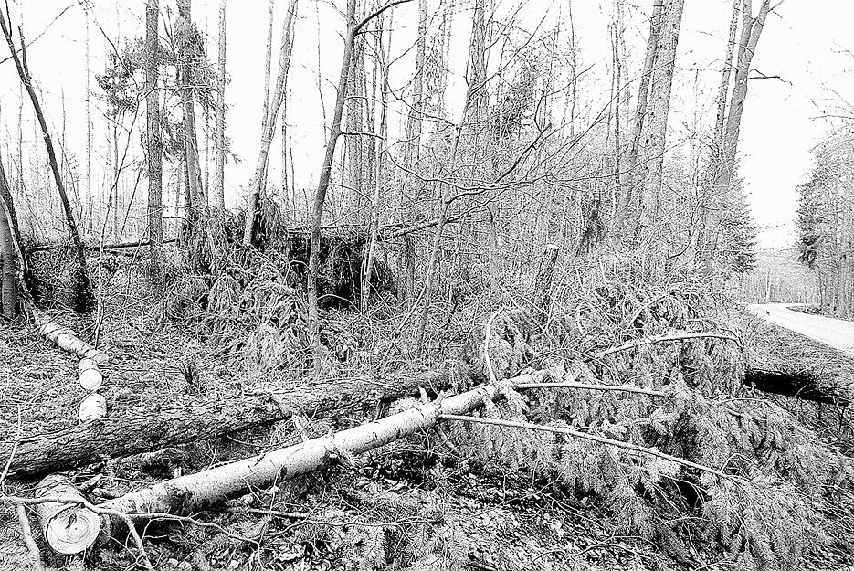 Am 26. Dezember 1999 fegte aus heiterem Himmel Orkan Lothar über die Region und lies Schneisen der Verwüstung zurück. Hier im Bild Waldschäden in Eppingen-Kleingartach. Am 26. Dezember 1999 fegte aus heiterem Himmel Orkan Lothar über die Region und lies Schneisen der Verwüstung zurück. Hier im Bild Waldschäden in Eppingen-Kleingartach.