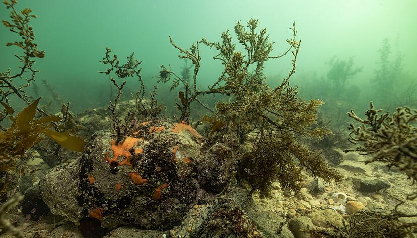Bei einer Mikroalgenblüte verfärbt sich das Wasser meist grünlich. Bei einer Mikroalgenblüte verfärbt sich das Wasser meist grünlich.