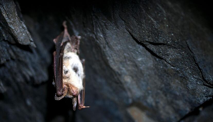 Nach dem Winterschlaf geht es f&uuml;r Flederm&auml;use wieder auf die n&auml;chtliche Insektenjagd.