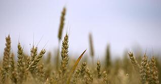 Weizen steht auf einem Feld. Weizen steht auf einem Feld.