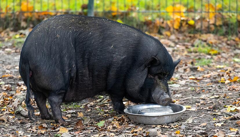Minischweine werden bei Sabine Bracker auf dem Gnadenhof bei Ebstorf im Landkreis Uelzen häufig abgeben. Minischweine werden bei Sabine Bracker auf dem Gnadenhof bei Ebstorf im Landkreis Uelzen häufig abgeben.