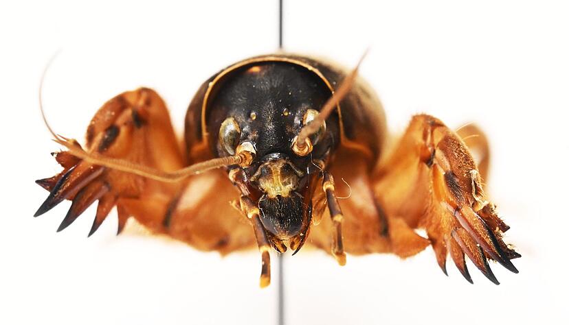 Die Maulwurfsgrille hat Schaufeln, um sich durchs Erdreich zu buddeln.