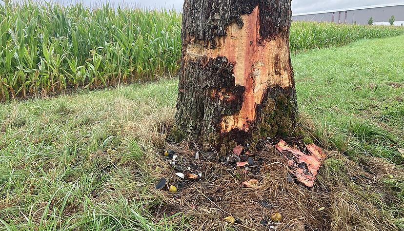 Der Tatverdächtige prallte mit seinem Auto gegen diesen Baum, dessen Stamm dabei stark beschädigt wurde.