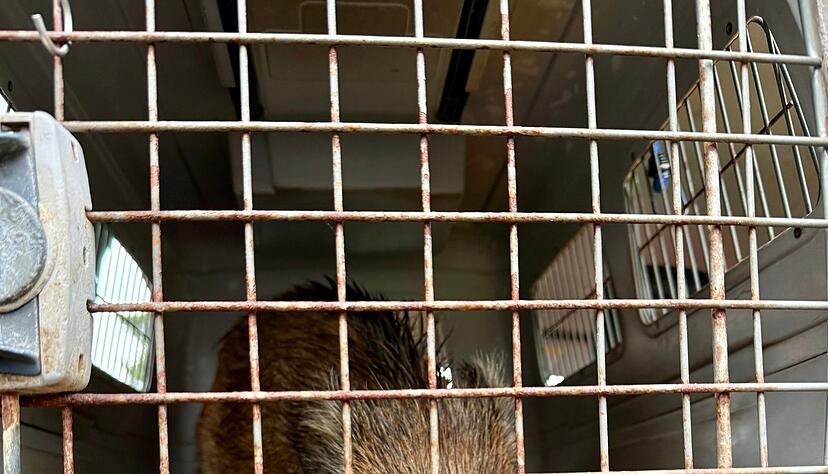 Der Frischling legte nach Polizeiangaben kurzzeitig den Verkehr lahm.