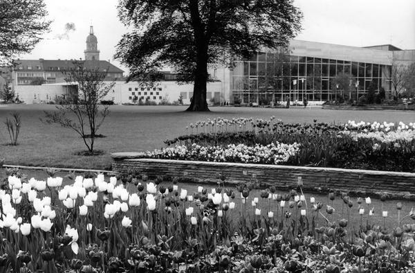 April 1961. Große Tulpenbeete erfreuen durch ihre Farbenpracht.
