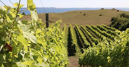 Der Dyrehøj Vingaard bei Kalundborg ist das größte Weingut Dänemarks.
