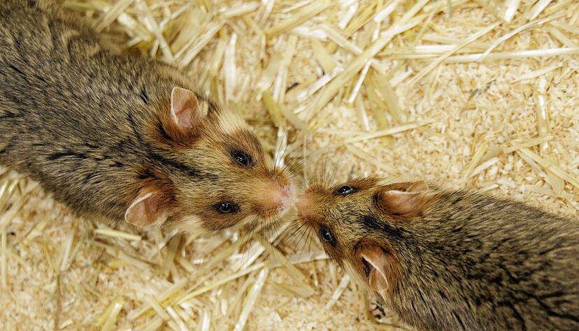 Ein Weibchen und ein Männchen kommen sich im NRW-Artenschutzzentrum näher, in dem Feldhamstern nachgezüchtet werden. Ein Weibchen und ein Männchen kommen sich im NRW-Artenschutzzentrum näher, in dem Feldhamstern nachgezüchtet werden.