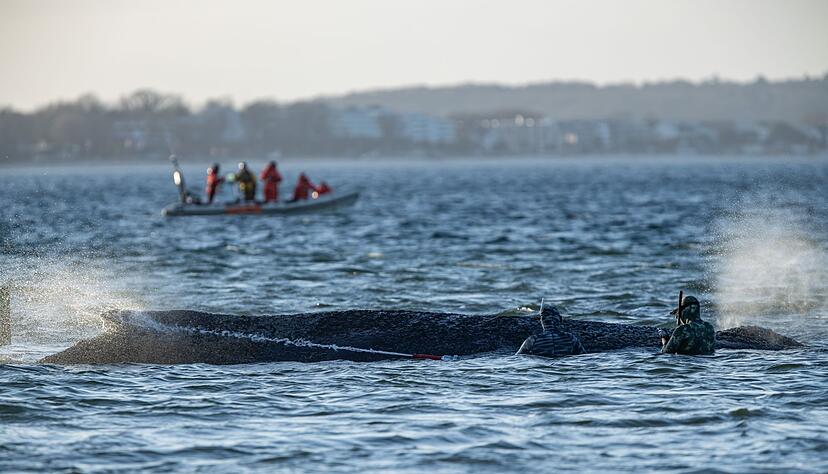 Das Schicksal des Wals wird auch international verfolgt. Das Schicksal des Wals wird auch international verfolgt.