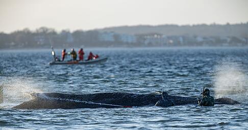 Das Schicksal des Wals wird auch international verfolgt.
