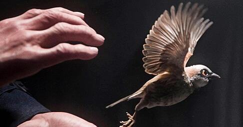 Im Film „A Sparrow’s Song“ von Tobias Eckerlin, der während des Zweiten Weltkriegs spielt, will eine verwitwete Luftschutzwartin einen verletzten Spatz retten.