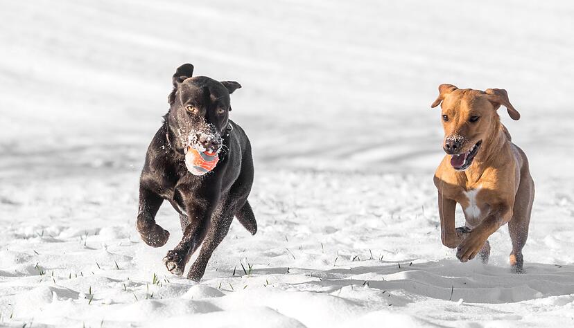 Ein erhöhter Energiebedarf sorgt dafür, dass viele Tiere im Winter mehr Futter benötigen: Hochwertige Proteine und Fette unterstützen die Gesundheit. Ein erhöhter Energiebedarf sorgt dafür, dass viele Tiere im Winter mehr Futter benötigen: Hochwertige Proteine und Fette unterstützen die Gesundheit.