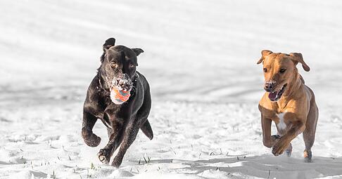 Ein erh&ouml;hter Energiebedarf sorgt daf&uuml;r, dass viele Tiere im Winter mehr Futter ben&ouml;tigen: Hochwertige Proteine und Fette unterst&uuml;tzen die Gesundheit.