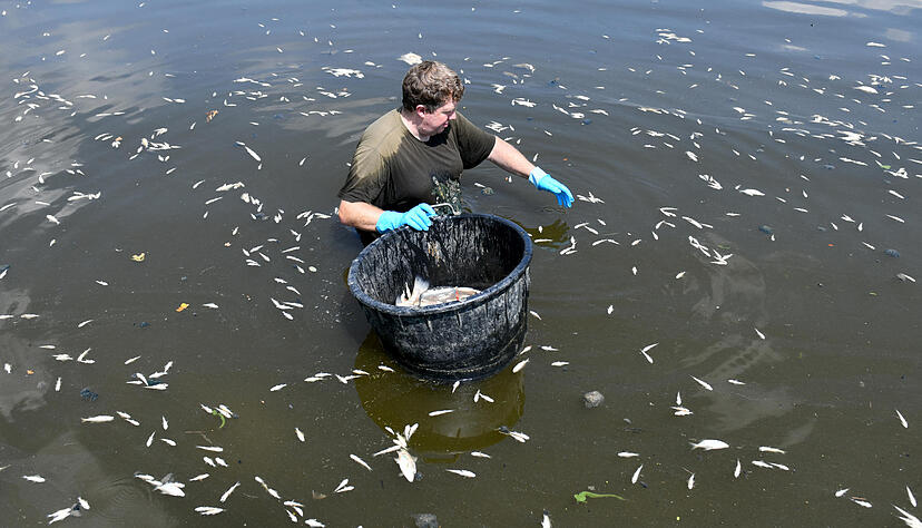Immer wieder kommt es in Gewässern zu massivem Fischsterben. Foto: dpa