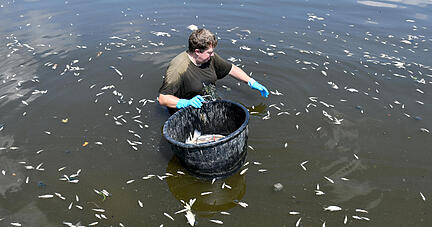 Reinhold Herre vom Angelsportverein Ostalb fischt tote Fische aus dem Rötlener Stausee. Foto: dpa