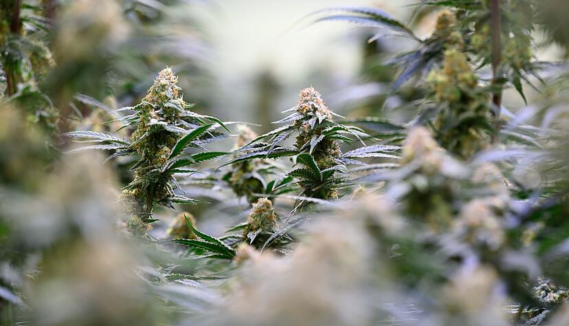 Die Bundesregierung will dem Missbrauch von medizinischem Cannabis entgegenwirken.