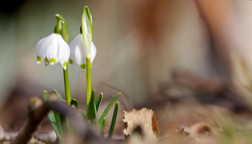 Fr&uuml;hlingsbl&uuml;her brechen durch.