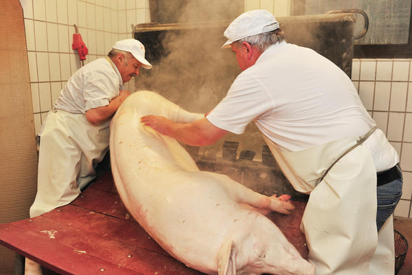 Hausschlachtung | 04.10. Hausschlachtung | 04.10.