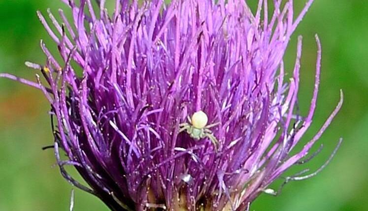 Wie klein: Eine Krabbenspinne auf einer gewöhnlichen Kratzdistel. Foto: Christian Gleichauf Wie klein: Eine Krabbenspinne auf einer gewöhnlichen Kratzdistel. Foto: Christian Gleichauf