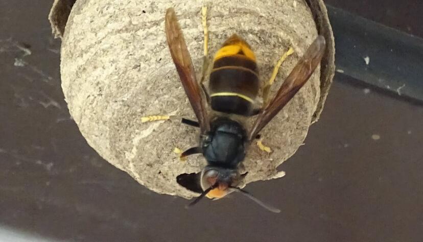 Etwa so gro&szlig; wie ein Tennisball und unten offen: So sieht das Gr&uuml;ndungsnest einer K&ouml;nigin der Spezies Asiatische Hornisse aus.