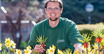 Tulpen, Narzissen, Kaiserkronen und Hyazinthen blühen am Traubenplatz um die Wette. Jetzt startet die Natur durch &minus; sehr zu Freude von Maik Schmidt, Weinsbergs oberstem Stadtgärtner.
Foto: Mario Berger