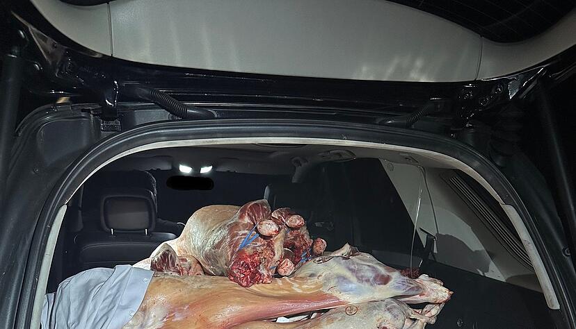 Das Fleisch von 20 geschlachteten Lämmer lag ungekühlt in dem Auto. (Handout) Das Fleisch von 20 geschlachteten Lämmer lag ungekühlt in dem Auto. (Handout)