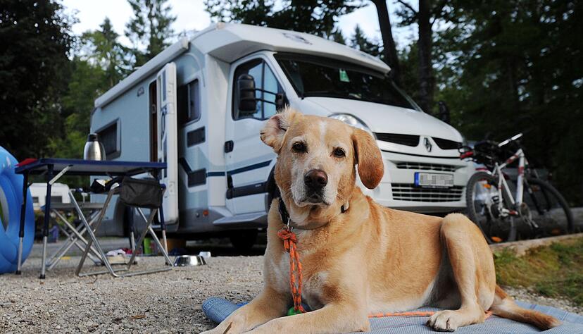 Campingurlaub mit Hund bietet viel gemeinsame Zeit und ist oft g&uuml;nstiger als ein Hotelaufenthalt.