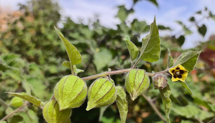 Noch nicht reif: Die Physalis peruviana kann man erst ernten, wenn die Blätter um die Früchte raschel-trocken sind. Noch nicht reif: Die Physalis peruviana kann man erst ernten, wenn die Blätter um die Früchte raschel-trocken sind.