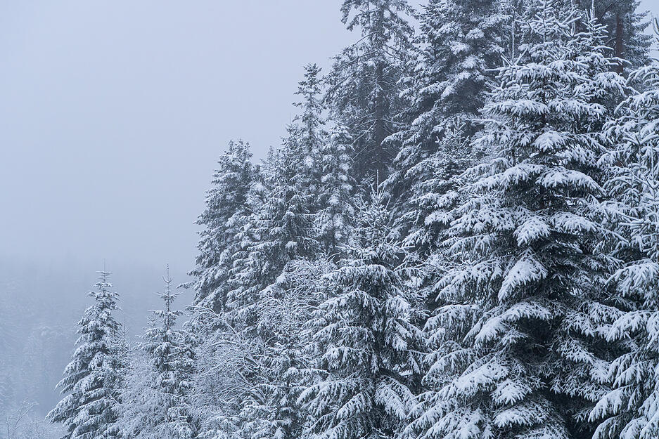 Zugeschneite Nadelb&auml;ume stehen neben der Bundesstra&szlig;e 28 auf dem Kniebis bei Freudenstadt. Im Hochschwarzwald rechneten die Meteorologen mit weiteren f&uuml;nf bis zehn Zentimetern Neuschnee bis zum Mittag.