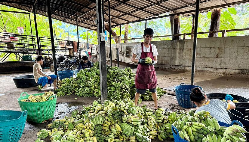 In der «Elefantenküche» werden täglich Tausende Bananen für die Tiere vorbereitet. In der «Elefantenküche» werden täglich Tausende Bananen für die Tiere vorbereitet.