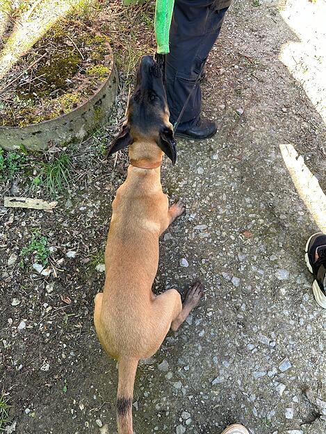 Ausbildung zum Polizeihund in Heilbronn: Welpe Ignaz beim Training.