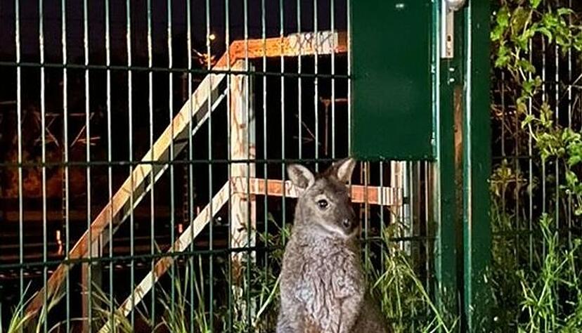 «Horst» wird zu Hause sehnsüchtig erwartet.