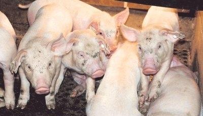 Vor allem in der Anzahl der Ferkel pro Muttersau sehen Fachleute einen Hinweis auf die Überlebensfähigkeit eines Betriebs.Foto: Claudia Burkert-Ankenbrand Vor allem in der Anzahl der Ferkel pro Muttersau sehen Fachleute einen Hinweis auf die Überlebensfähigkeit eines Betriebs.Foto: Claudia Burkert-Ankenbrand