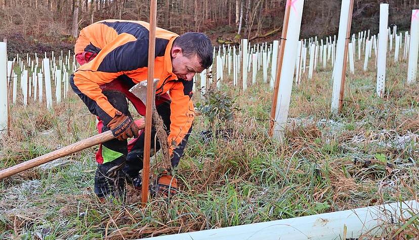 Waldarbeiter ersetzen Eichen, die im Sommer vertrocknet sind. Alle B&auml;ume hatten Volksbank-Hohenlohe-Azubis gepflanzt. Die Firma bezahlte die meisten Setzlinge.