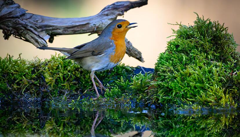 Der Gesang des Rotkehlchens ist eine Abfolge hoher T&ouml;ne, die laut Nabu in einer perlenden Strophe enden. (Symbolbild)