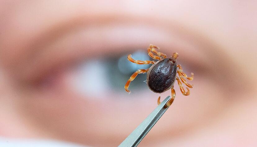 Brauner K&ouml;rper, gelb-beige Beine: Die Hyalomma-Zecke unterscheidet sich optisch von heimischen Zeckenarten.