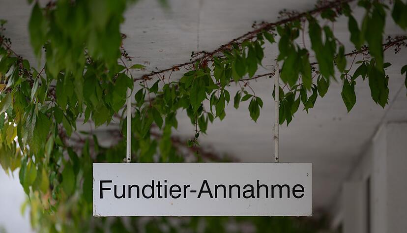 Rettung für ausgesetzte Katzen: die "Fundtier-Annahme" im Tierheim Berlin. (Archivbild) Rettung für ausgesetzte Katzen: die "Fundtier-Annahme" im Tierheim Berlin. (Archivbild)