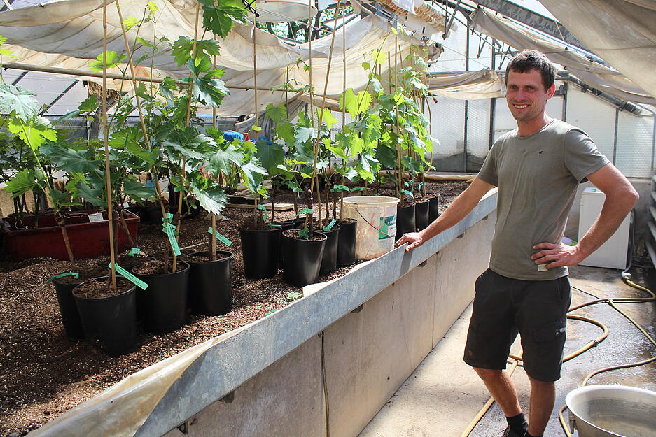 Wiege von Kerner und Dornfelder: Christoph Ehmer leitet die Rebschule, die bis 1995 eine Au&szlig;enstelle der Staatlichen Lehr- und Versuchsanstalt f&uuml;r Obst- und Weinbau Weinsberg war.