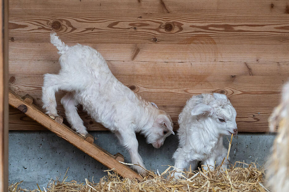 Drei Zicklein brachten zum Start ins Fr&uuml;hjahr frischen Wind in das Gehege der Kaschmirziegen.